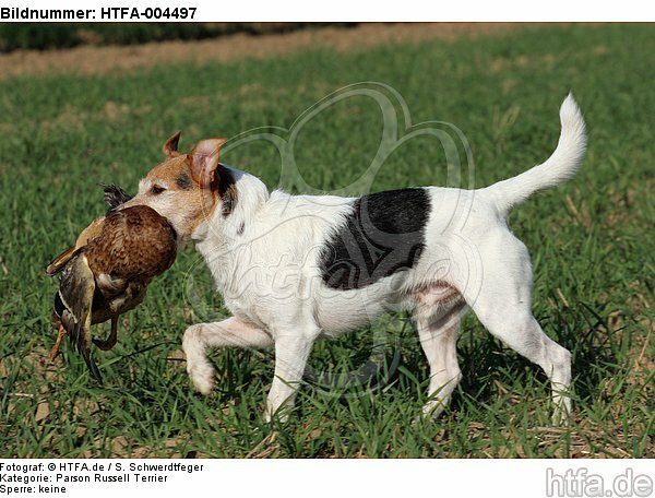 Parson Russell Terrier / HTFA-004497