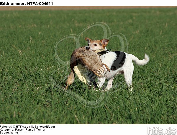 Parson Russell Terrier / HTFA-004511