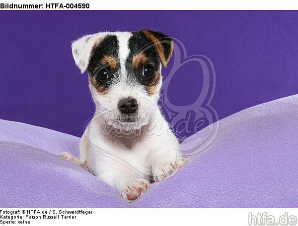 Parson Russell Terrier Welpe / parson russell terrier puppy / HTFA-004590