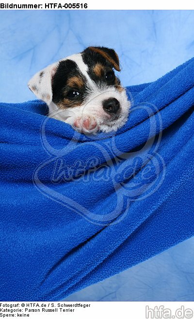 Parson Russell Terrier Welpe / parson russell terrier puppy / HTFA-005516