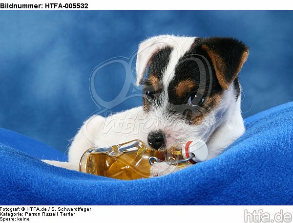Parson Russell Terrier Welpe / parson russell terrier puppy / HTFA-005532