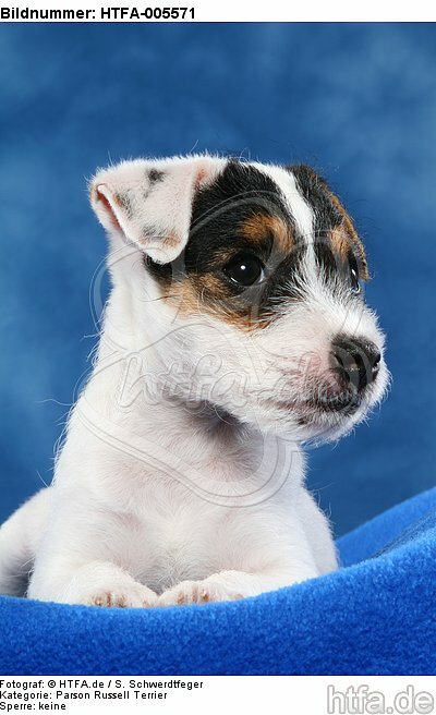 Parson Russell Terrier Welpe / parson russell terrier puppy / HTFA-005571