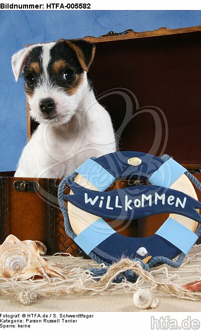 Parson Russell Terrier Welpe / parson russell terrier puppy / HTFA-005582