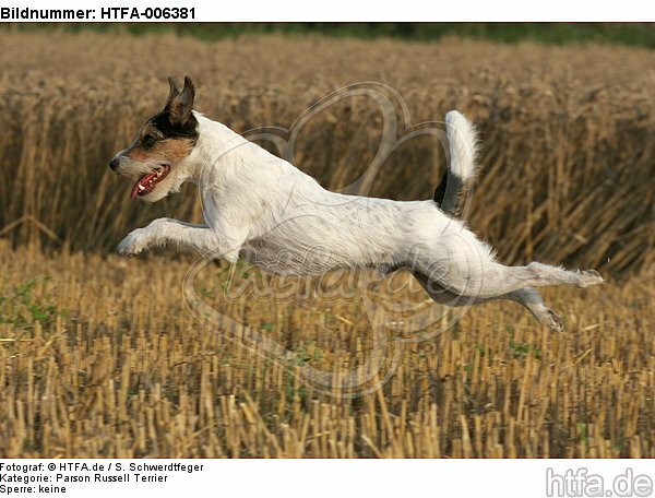Parson Russell Terrier / HTFA-006381