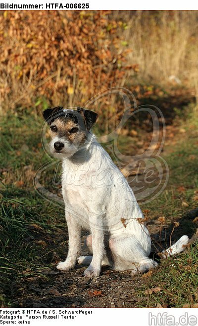 Parson Russell Terrier / HTFA-006625
