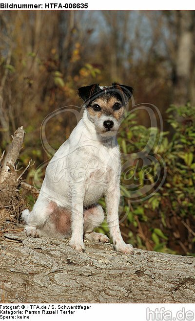 Parson Russell Terrier / HTFA-006635