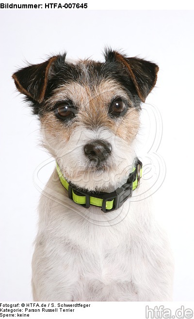 Parson Russell Terrier / HTFA-007645