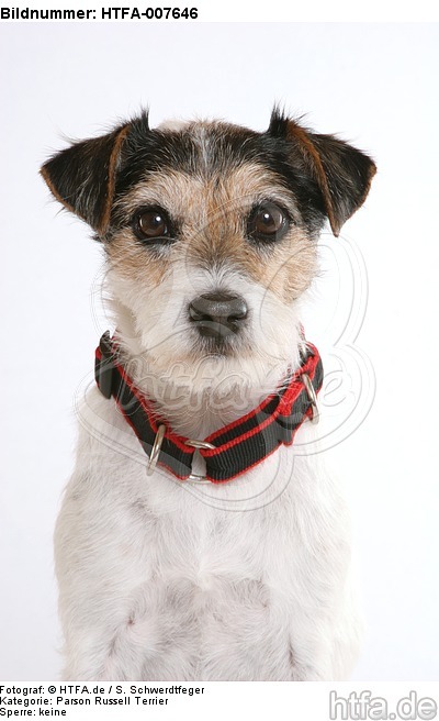 Parson Russell Terrier / HTFA-007646