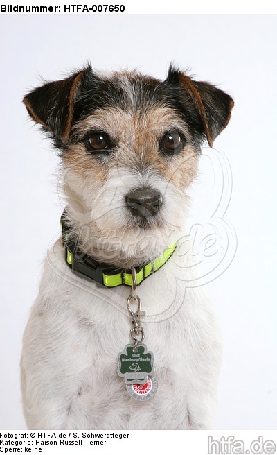 Parson Russell Terrier / HTFA-007650