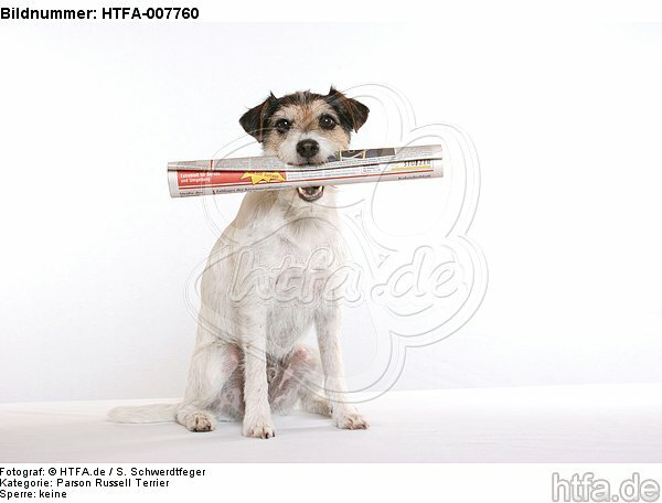 Parson Russell Terrier / HTFA-007760