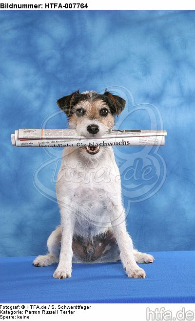 Parson Russell Terrier / HTFA-007764