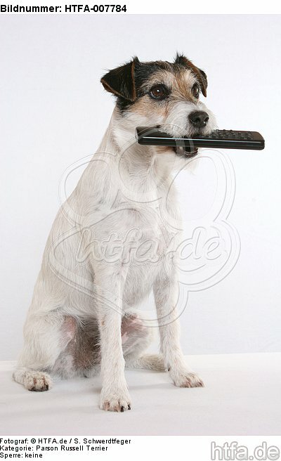 Parson Russell Terrier / HTFA-007784