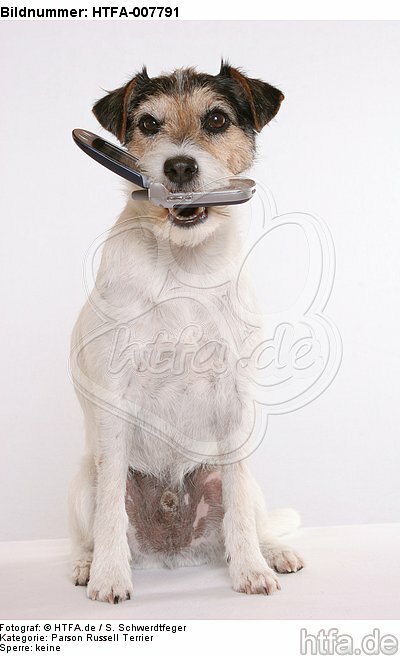 Parson Russell Terrier / HTFA-007791