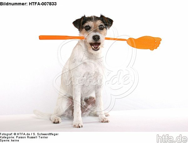 Parson Russell Terrier / HTFA-007833