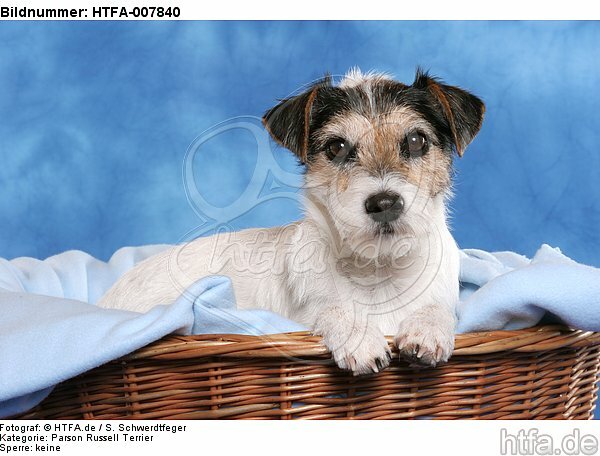 Parson Russell Terrier / HTFA-007840