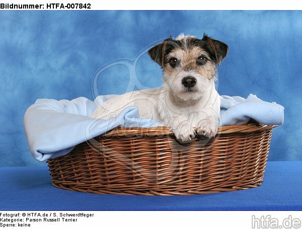 Parson Russell Terrier / HTFA-007842