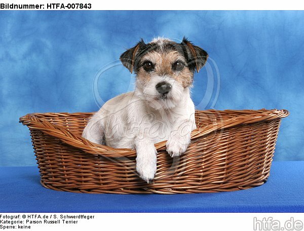 Parson Russell Terrier / HTFA-007843