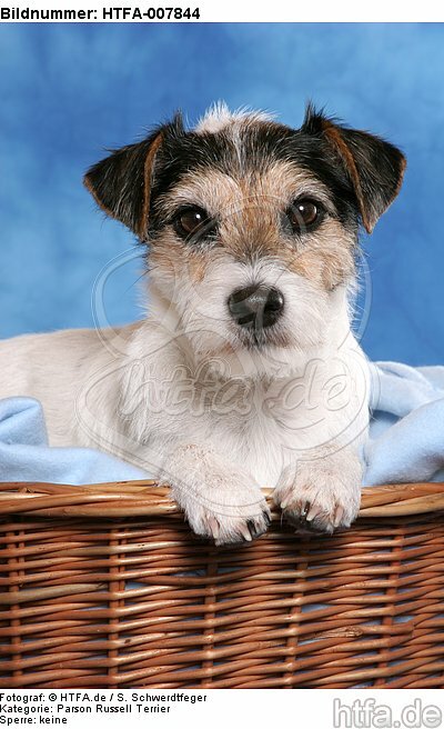Parson Russell Terrier / HTFA-007844