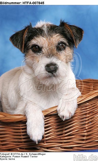 Parson Russell Terrier / HTFA-007845