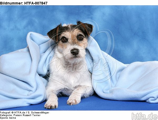 Parson Russell Terrier / HTFA-007847