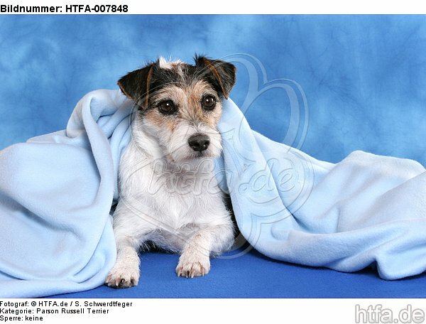 Parson Russell Terrier / HTFA-007848