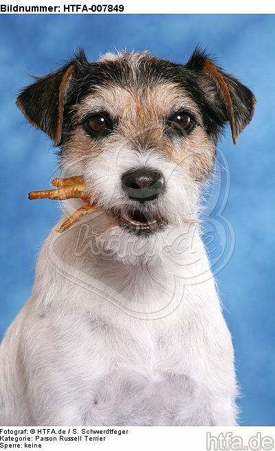 Parson Russell Terrier / HTFA-007849