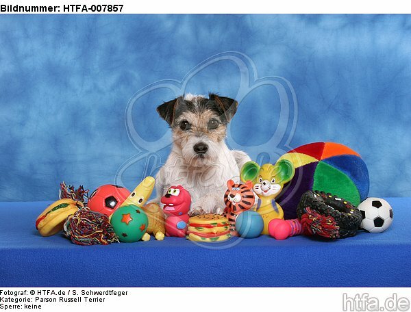 Parson Russell Terrier / HTFA-007857