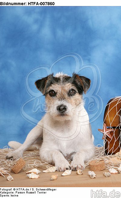 Parson Russell Terrier / HTFA-007860