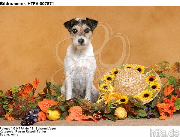 Parson Russell Terrier / HTFA-007871