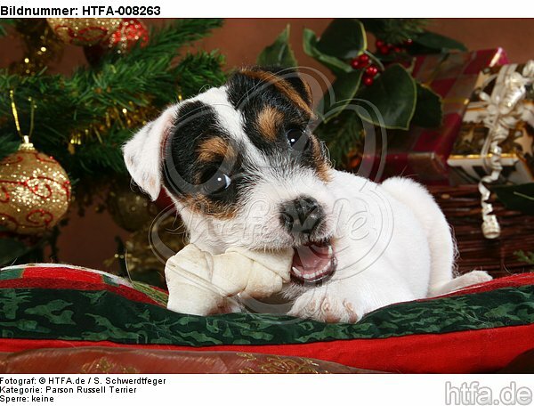Parson Russell Terrier Welpe zu Weihnachten / PRT puppy at christmas / HTFA-008263
