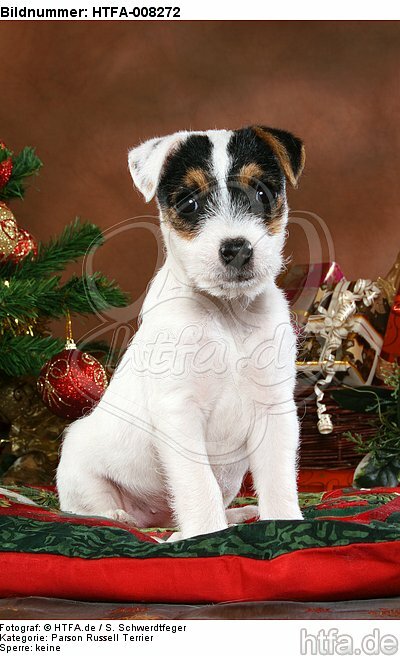Parson Russell Terrier Welpe zu Weihnachten / PRT puppy at christmas / HTFA-008272