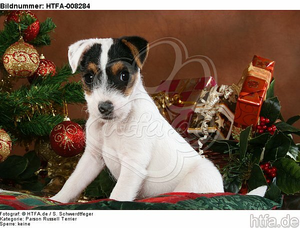 Parson Russell Terrier Welpe zu Weihnachten / PRT puppy at christmas / HTFA-008284