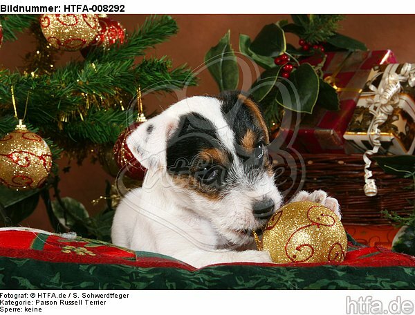 Parson Russell Terrier Welpe zu Weihnachten / PRT puppy at christmas / HTFA-008292
