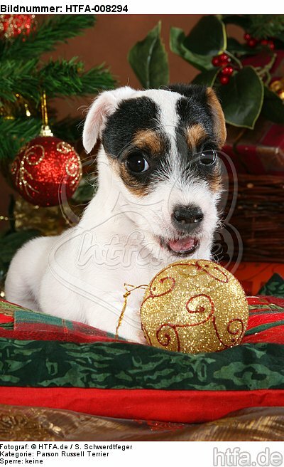 Parson Russell Terrier Welpe zu Weihnachten / PRT puppy at christmas / HTFA-008294