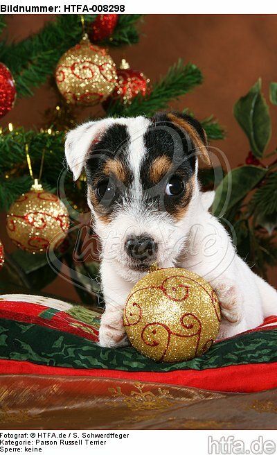 Parson Russell Terrier Welpe zu Weihnachten / PRT puppy at christmas / HTFA-008298