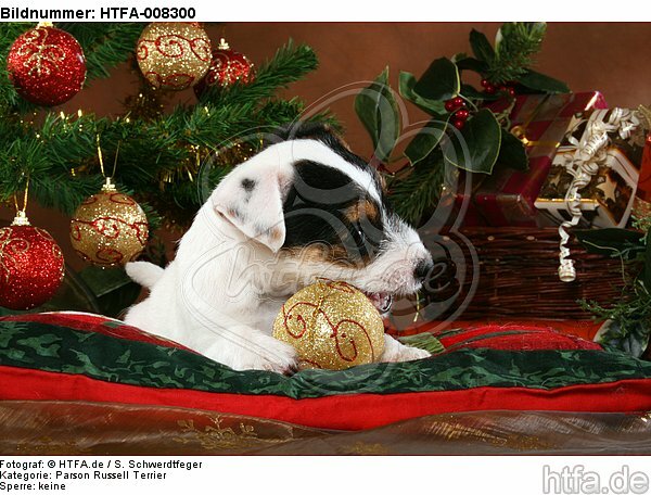 Parson Russell Terrier Welpe zu Weihnachten / PRT puppy at christmas / HTFA-008300