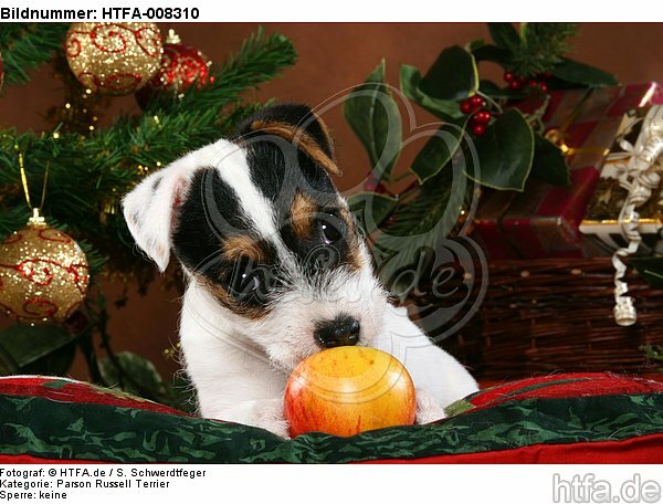 Parson Russell Terrier Welpe zu Weihnachten / PRT puppy at christmas / HTFA-008310