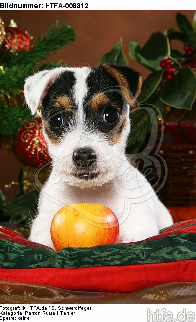 Parson Russell Terrier Welpe zu Weihnachten / PRT puppy at christmas / HTFA-008312