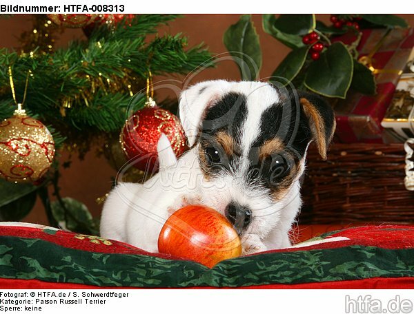 Parson Russell Terrier Welpe zu Weihnachten / PRT puppy at christmas / HTFA-008313