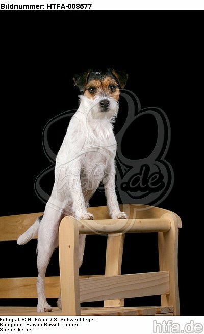 stehender Parson Russell Terrier / standing prt / HTFA-008577