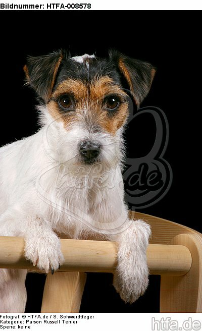 Parson Russell Terrier / HTFA-008578