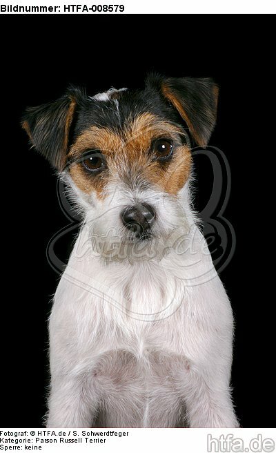 Parson Russell Terrier Portrait / HTFA-008579