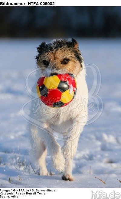 Parson Russell Terrier spielt im Schnee / prt playing in snow / HTFA-009002