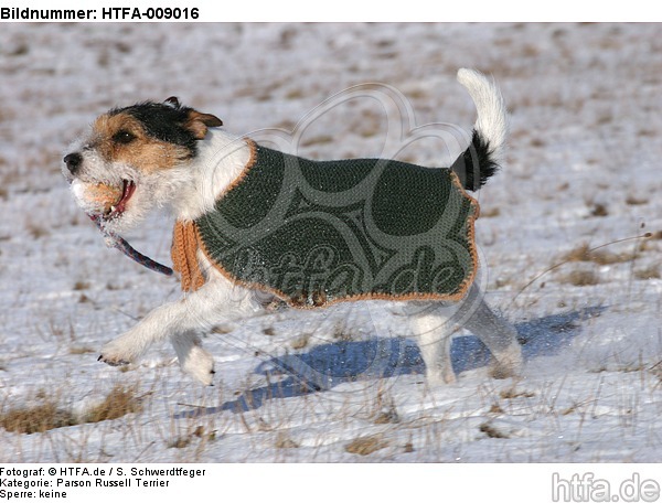 Parson Russell Terrier mit Mantel Schnee / prt in snow / HTFA-009016