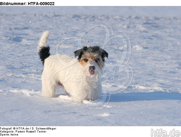 Parson Russell Terrier im Schnee / prt in snow / HTFA-009022