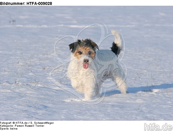 Parson Russell Terrier im Schnee / prt in snow / HTFA-009028
