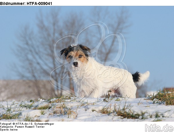 Parson Russell Terrier im Schnee / prt in snow / HTFA-009041