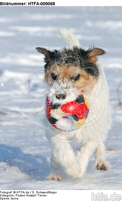 Parson Russell Terrier spielt im Schnee / prt playing in snow / HTFA-009068