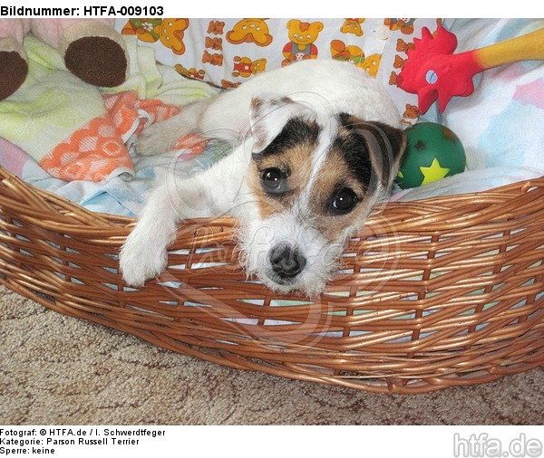Parson Russell Terrier im Körbchen / PRT in basket / HTFA-009103