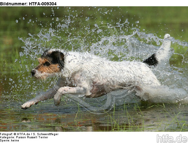 badender Parson Russell Terrier / bathing PRT / HTFA-009304